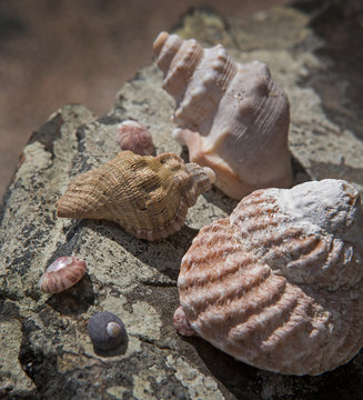 Shells at the beach New Zealand