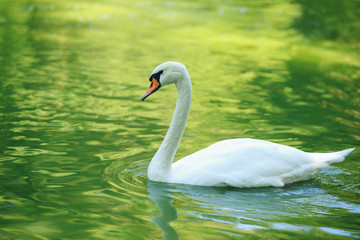 One white swan