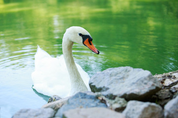 One white swan