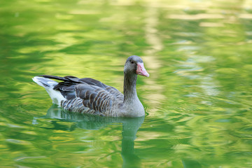 Big gray goose swims