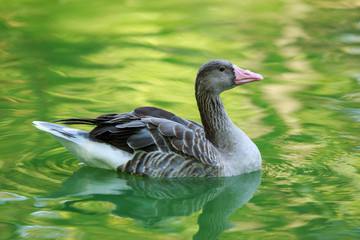 Big gray goose swims