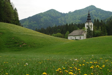 Kornfeld in Slowenien