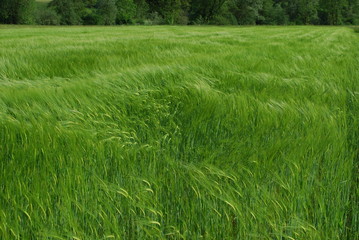 Kornfeld in Slowenien