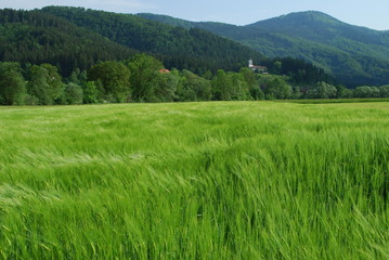 Obraz premium Kornfeld in Slowenien
