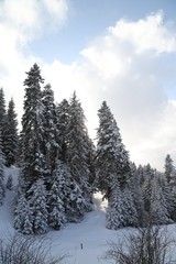 Winter view in a mountain forest covered with fresh snow. Christmas landscape