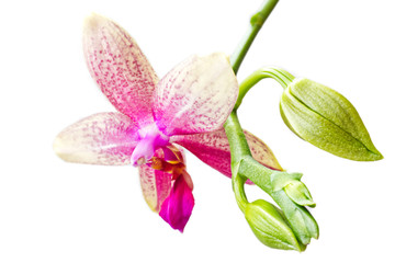 Fototapeta na wymiar Phalaenopsis Orchid Liodoro closeup
