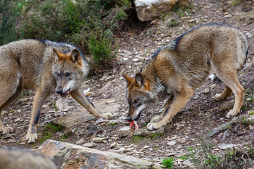 Lobos ibéricos alimentándose. Canis lupus signatus. Sanabria, Zamora, España.