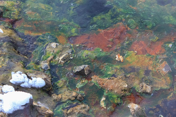 algae in hot spring