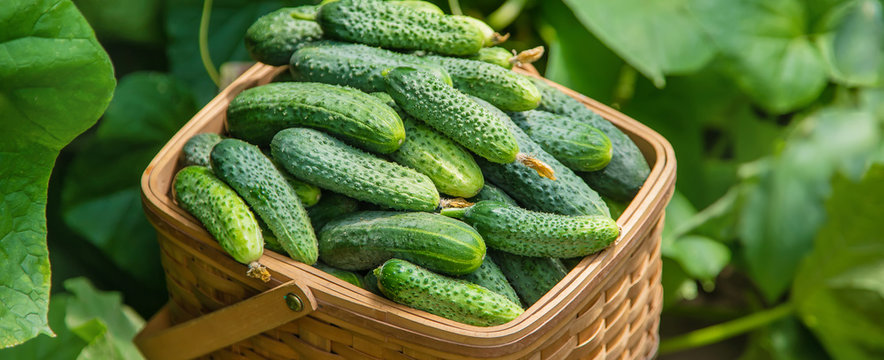 homemade cucumber cultivation and harvest. selective focus.