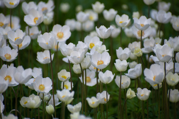 Fototapeta premium Meadow of white anemone flowers