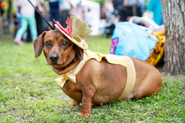 Portrait dog of the red fat Dachshund breed in costume circus performer, hat top hat,  in the park...