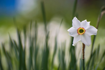 Fototapeta premium Beautiful white narcissus flower on blurred grass background closeup