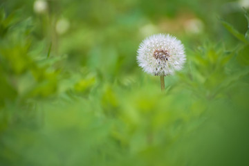Beautiful white dandelion flower on greenery background closeup