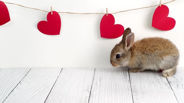 Little brown rabbit. animals for Valentine's Day. Cute hare on a white background with red hearts. Agriculture, rabbit breeding.