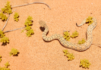 Desert safari animals. Bitis peringueyi, Peringuey's desert adder, encounter poisonous snake in typical environment, Namibia desert. Small sand viper on dunes of Dorob national park, Namibia.