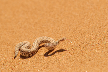 Wildlife encounter. Small, poisonous sand viper Bitis peringueyi, Peringuey's desert adder with erected head and opened mouth, side-winding in the sand dunes. Traveling  desert Dorob, Namibia, Africa.