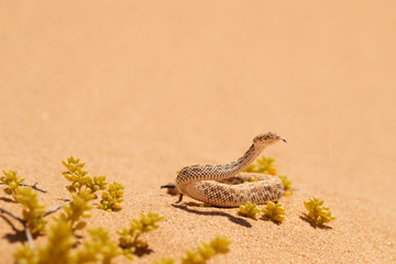 Wildlife encounter. Small, poisonous sand viper Bitis peringueyi, Peringuey's desert adder with erected head and opened mouth, side-winding in the sand dunes. Traveling  desert Dorob, Namibia, Africa.