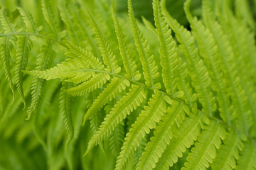 Green beautiful fern leaves closeup.