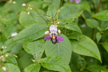Bumblebee feeding in pink flower
