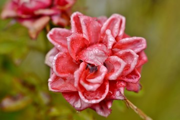 fading rose with in the rain