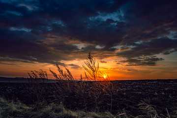 Fields landscape in summer sunset and sunrise