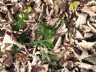 moss on tree