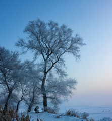 tree against blue sky