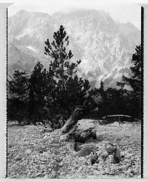 Baum im Steinernen Meer