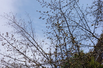 和やかな秋冬の快晴に青空に映え小枝の枝振り