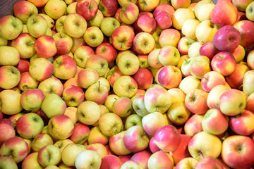 Large pile of apples, freshly produced, with red and yellow skin