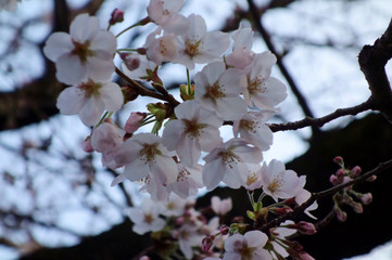 Fototapeta na wymiar 色落ち着いたピンク色の華やかで優美な桜の花々