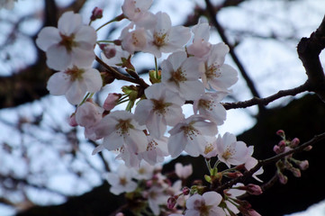 色落ち着いたピンク色の華やかで優美な桜の花々