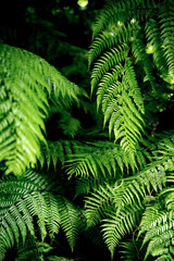 green ferns in the forest