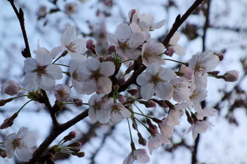 色落ち着いたピンク色の華やかで優美な桜の花々