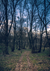 Obraz premium Spring landscape