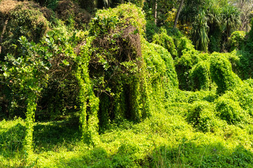 Rainforest. Thickets of dense green plants. The jungle background. The lush flora of the tropics. Palms, trees, creepers on blue sky.