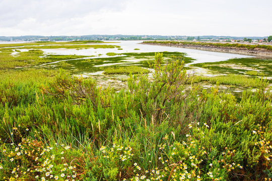 Normandy, France. Beautiful marshland landscape near Saint-Vaast-la-Hougue, Cotentin Peninsula. Nature travel background. Rural tourism in French countryside concept.