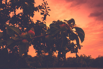 Apple orchard in Normandy, France at sunset. Organic agriculture concept. Beautiful nature background. Dusk. - obrazy, fototapety, plakaty