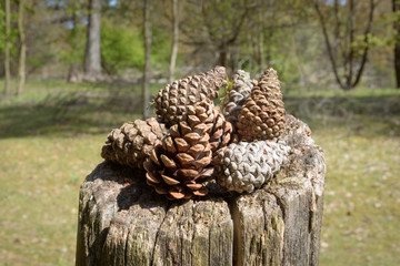 Group of pine cones laying on top of wooden pole seen from side