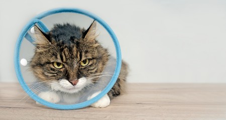 Naklejka premium Tabby cat with a pet cone looking anxiously away. Horizontal image with copy space.