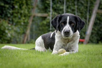 Black and white dog laying guard in green field