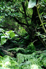 Fototapeta premium plants in the forest wallpaper