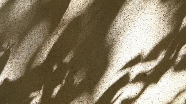 Leaves  shadow on the wall, outdoor Chiangmai  Thailand