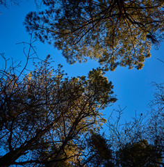 Arbres Bleus