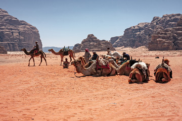 A group of Bedouins with their camels in the panorama of the rocky mountains and red sand in the Jordanian desert of Wadi Rum.