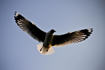 The Inle Seagull
