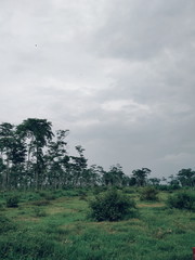 Obraz premium photo of a forest landscape