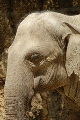 Fototapeta premium ゾウ