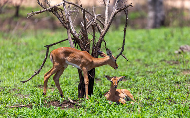 young impala