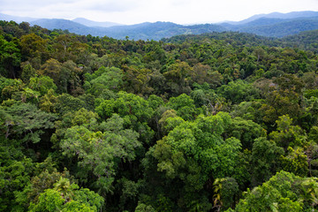 Kuranda tropical rainforest